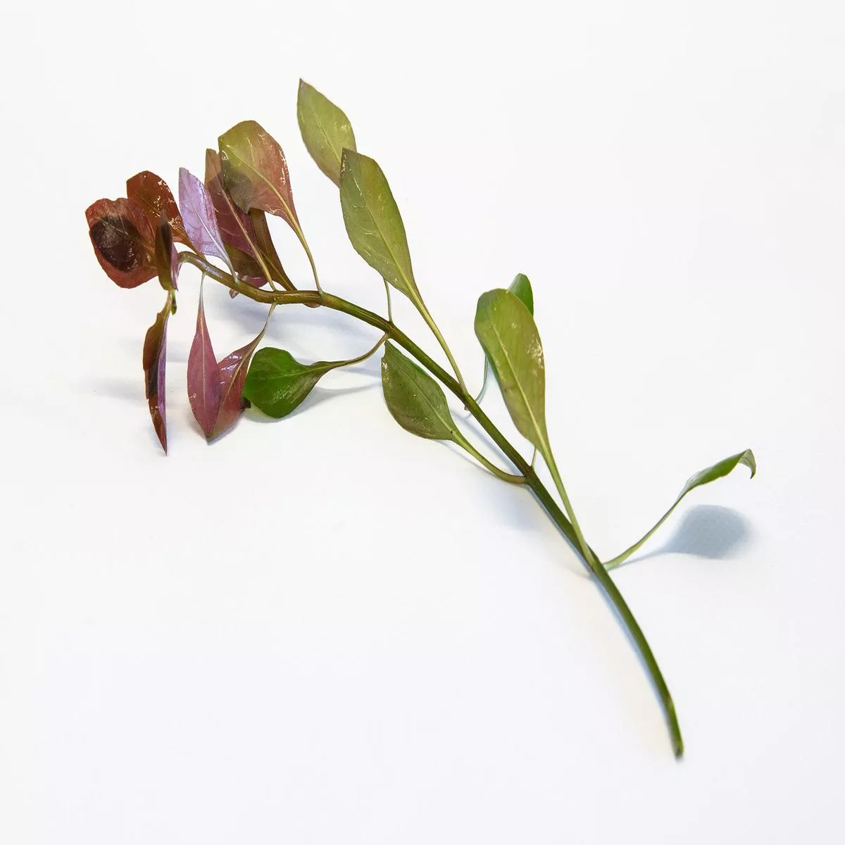 Ludwigia repens – AQ148
