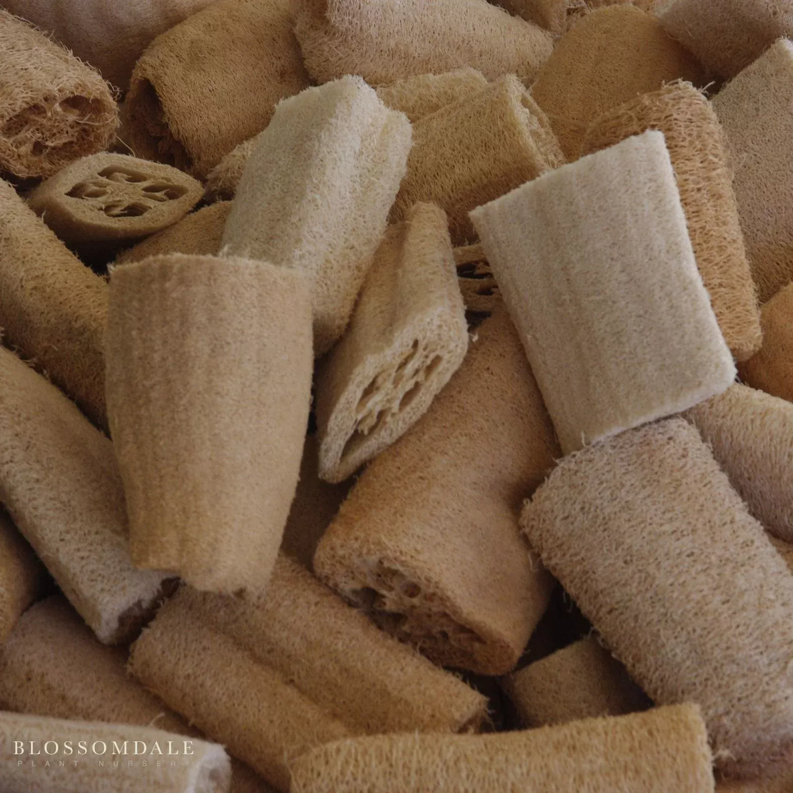 luffa-sponge-gourd-seeds Luffa Sponge Gourd Seeds