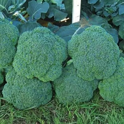 luna-broccoli-seeds Luna Broccoli Seeds