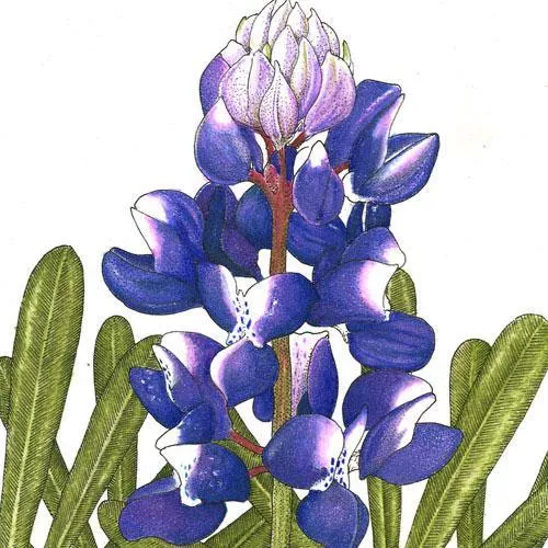 lupine-arroyo-blue-1-4-lb Lupine, Arroyo Blue (1/4 lb)