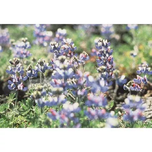 lupine-blue-white-1-4-lb Lupine, Blue & White (1/4 lb)