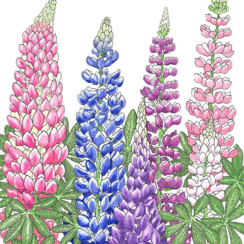 lupine-russell-1-4-lb Lupine, Russell (1/4 lb)