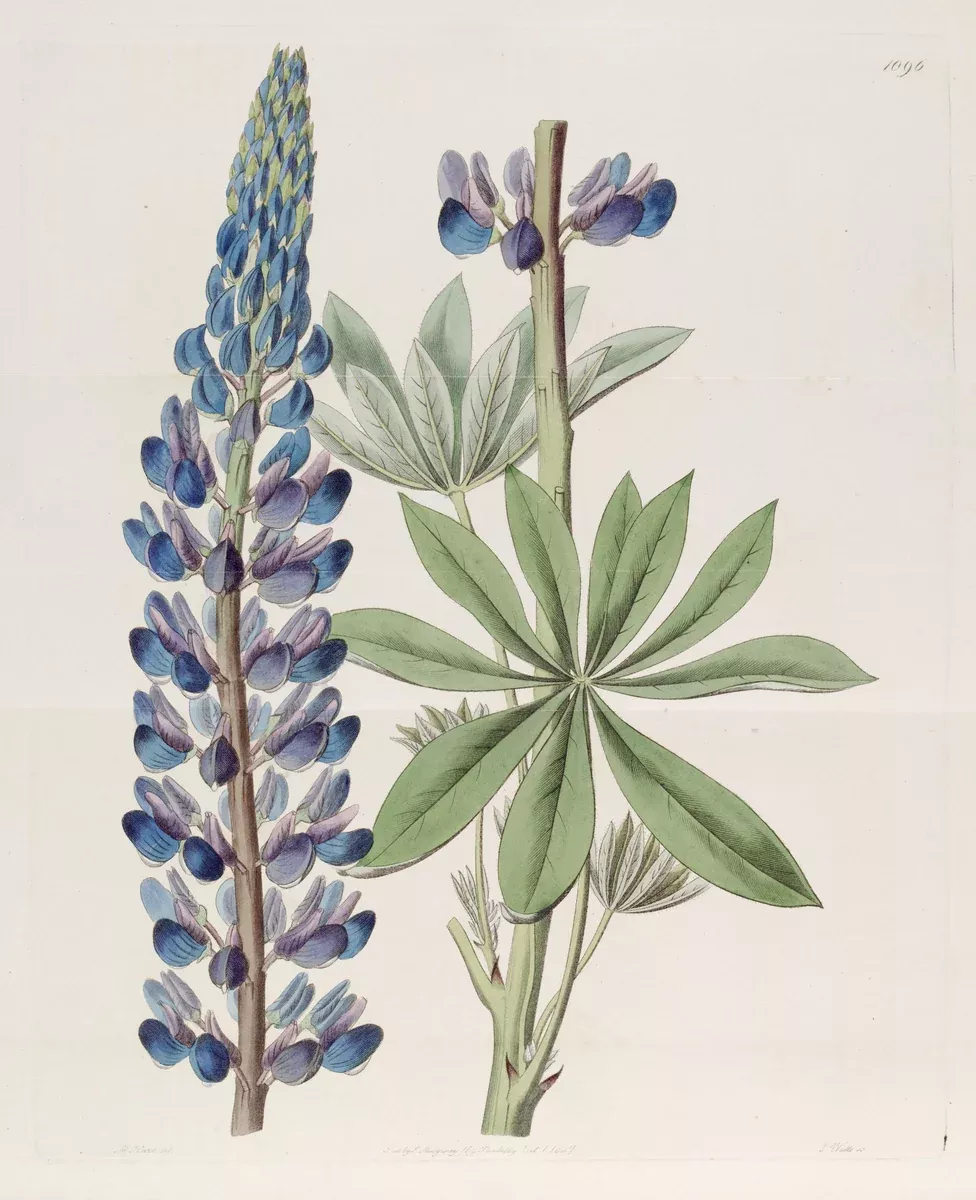 lupine Lupine