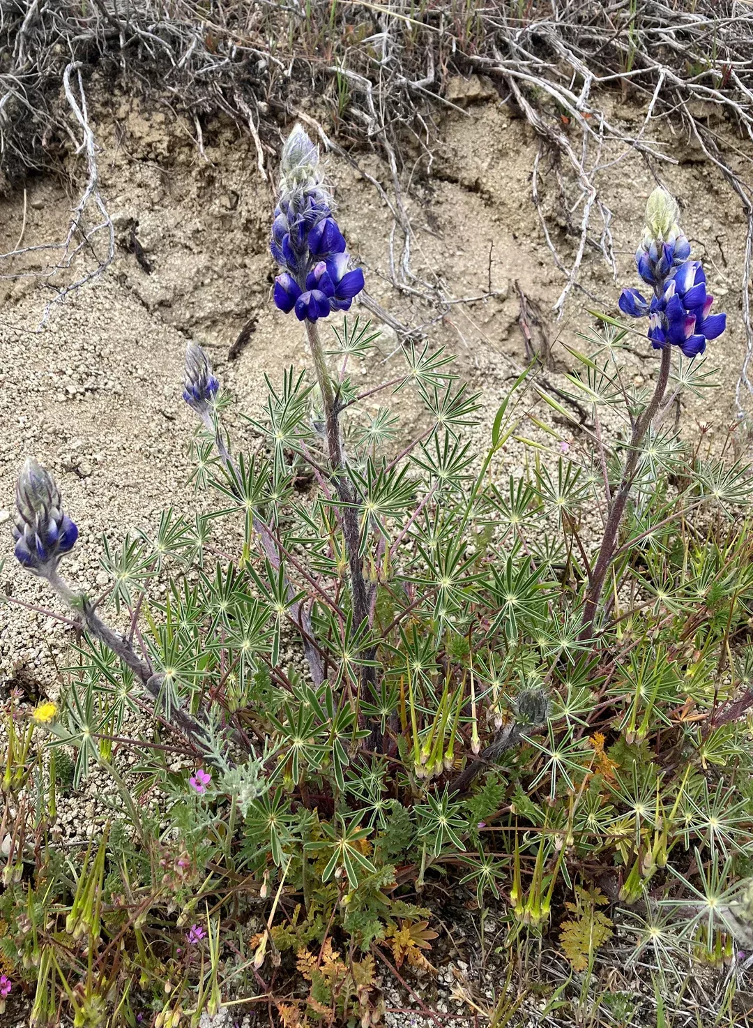 Lupinus benthamii (Plant)
