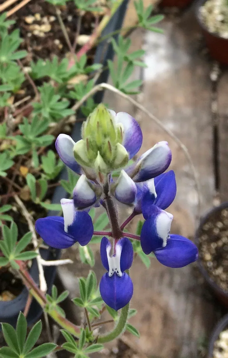Lupinus bicolor, Miniature Lupine