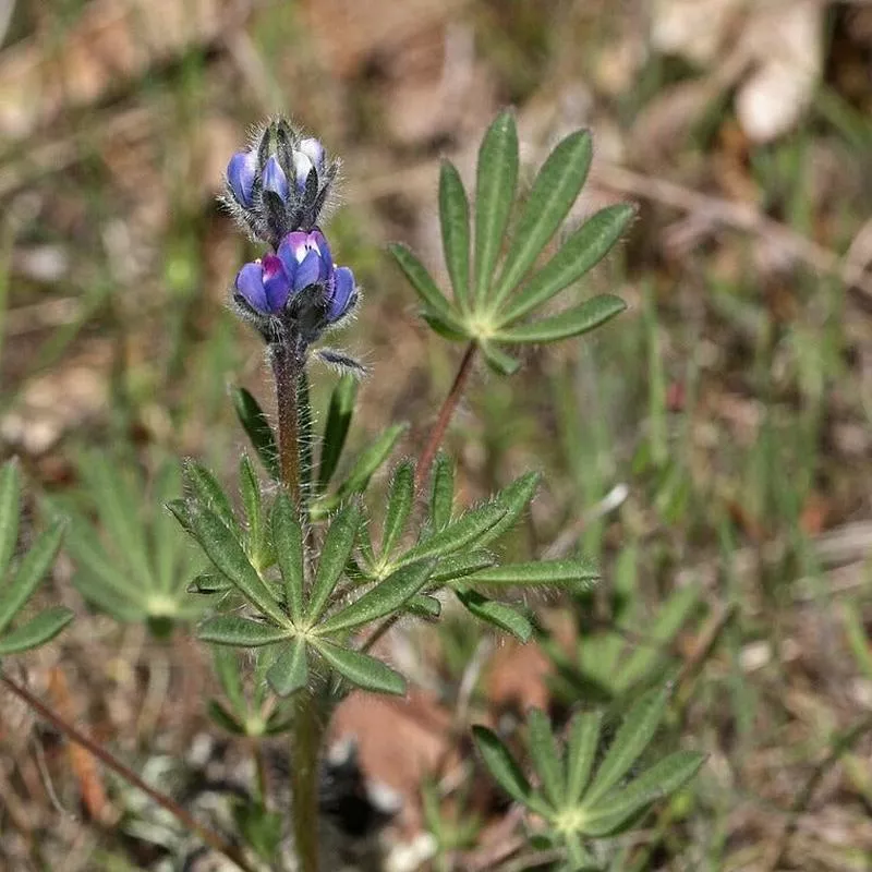 lupinus-bicolor Lupinus bicolor