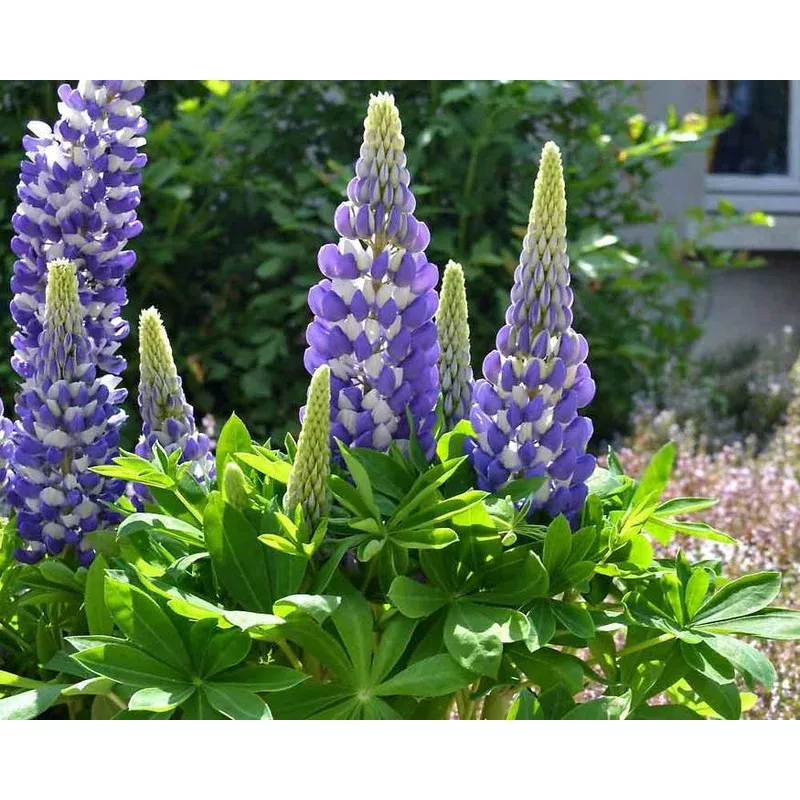 lupinus-gallery-blue Lupinus 'Gallery Blue'
