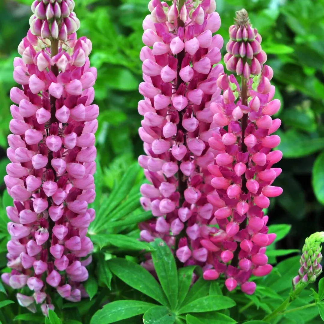 lupinus-gallery-pink Lupinus 'Gallery Pink'