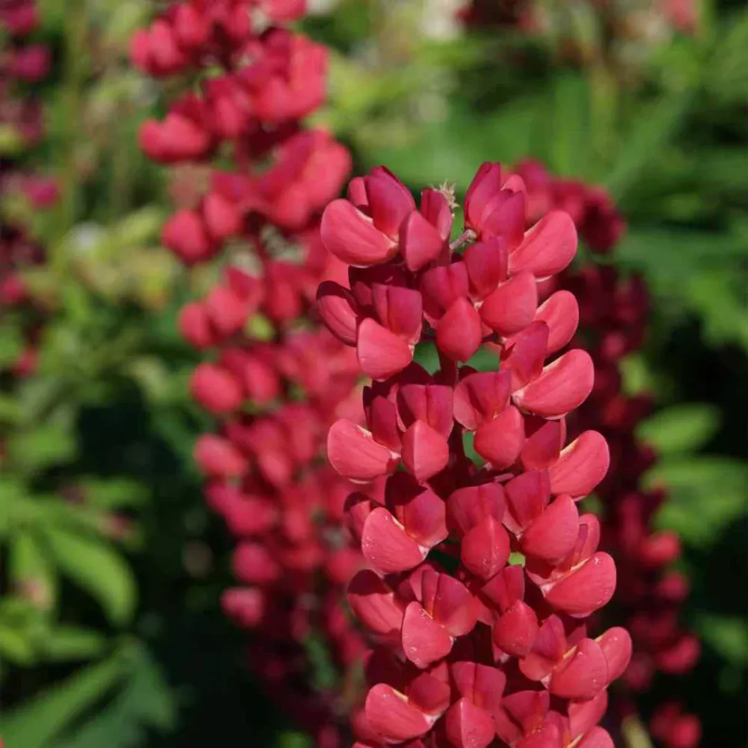lupinus-gallery-red Lupinus 'Gallery Red'