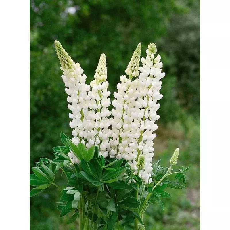 lupinus-gallery-white Lupinus 'Gallery White'