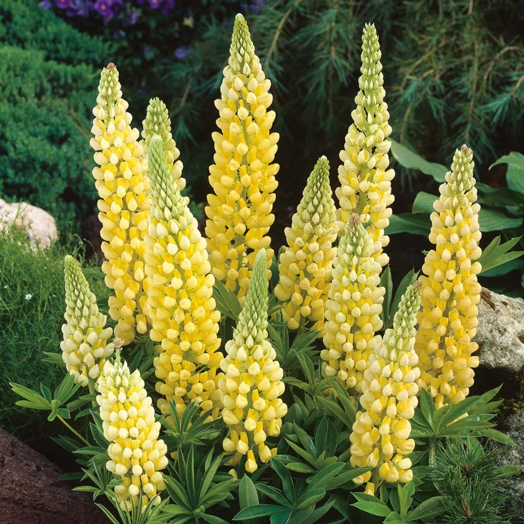 lupinus-gallery-yellow Lupinus 'Gallery Yellow'