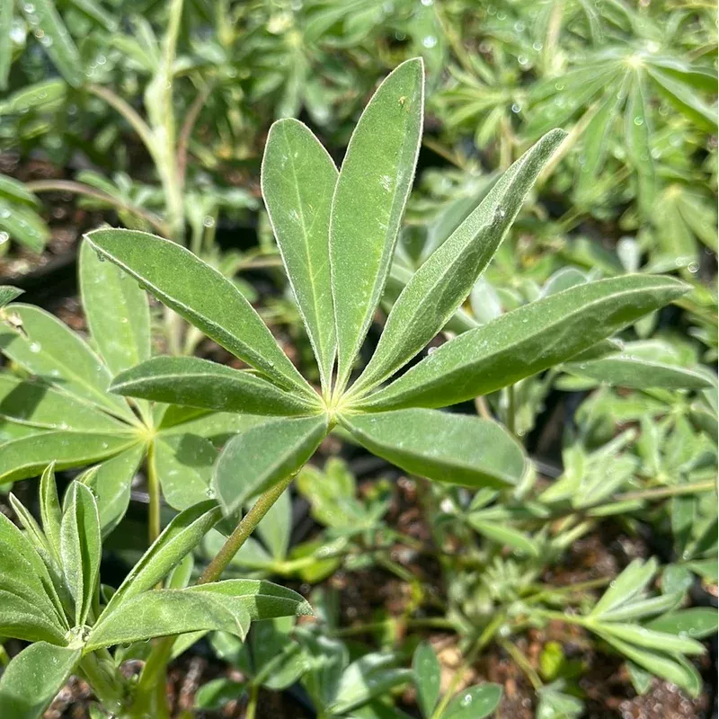 lupinus-longifolius-longleaf-bush-lupine Lupinus longifolius, Longleaf Bush Lupine