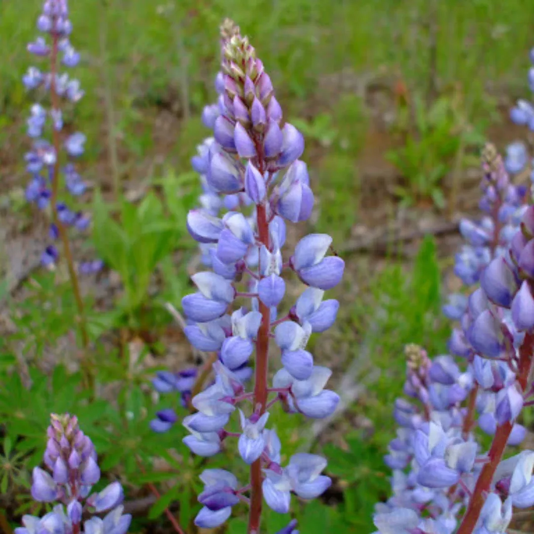 lupinus-perennis Lupinus perennis