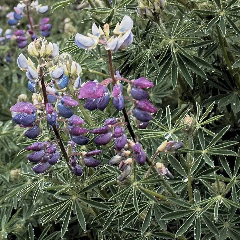 lupinus-propinquus-l-arboreus-blue Lupinus propinquus (L. arboreus 'Blue')