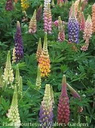 lupinus-russell-hybrids-mixed-30-ct-flat Lupinus Russell Hybrids-Mixed (30)ct Flat