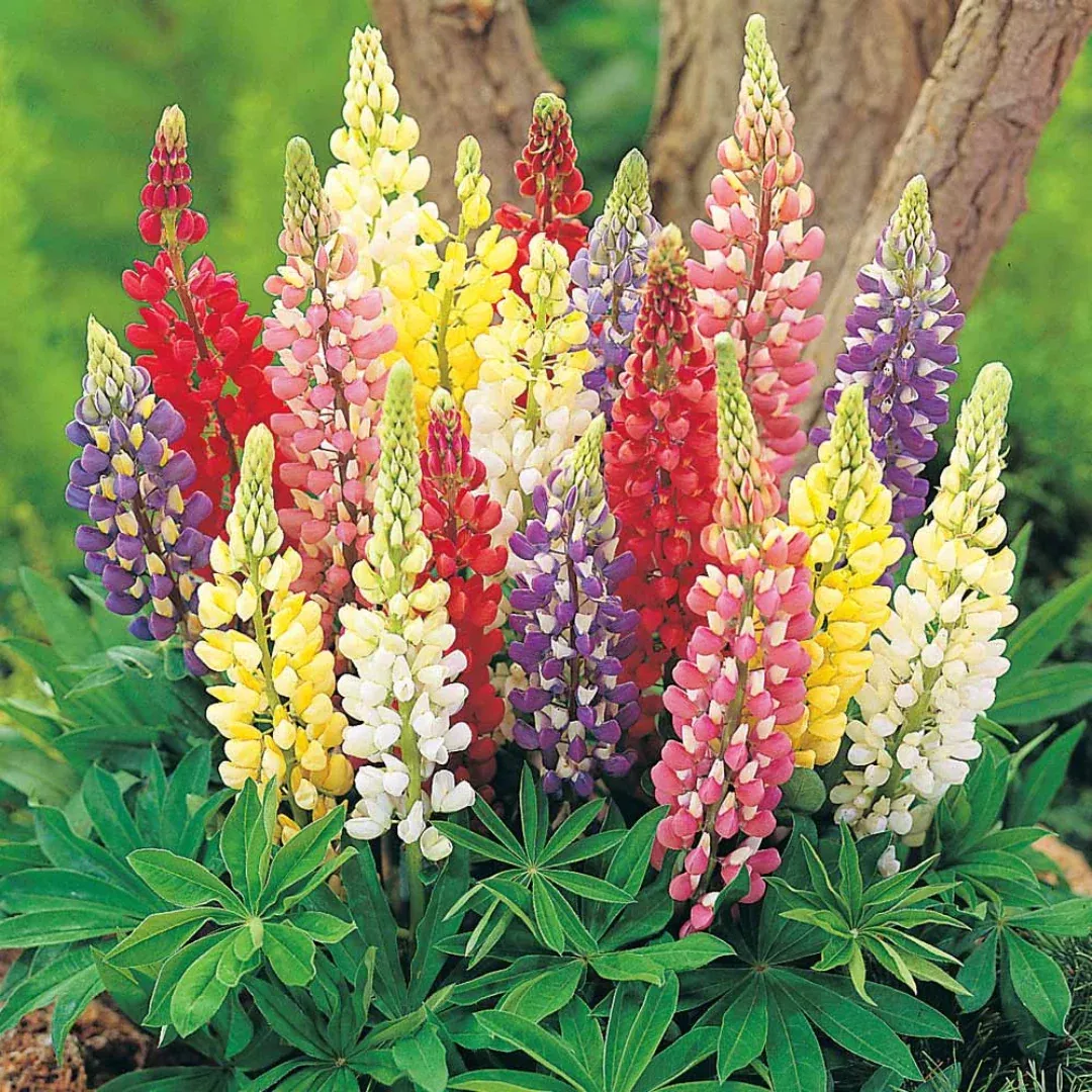 lupinus-russell-hybrids Lupinus 'Russell Hybrids'