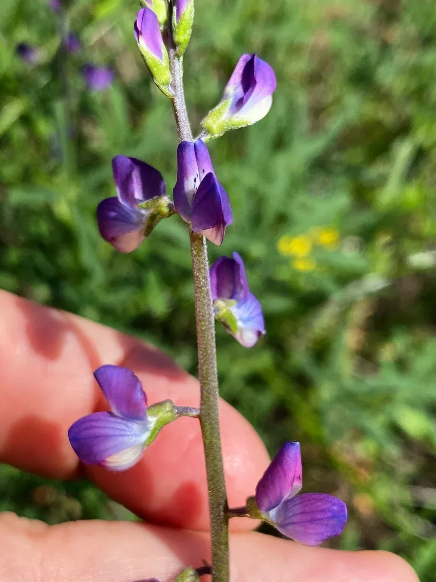 lupinus-truncatus-collared-annual-lupine Lupinus truncatus Collared Annual Lupine