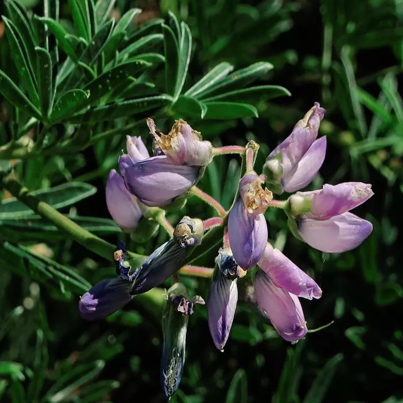 lupinus-variicolor Lupinus variicolor