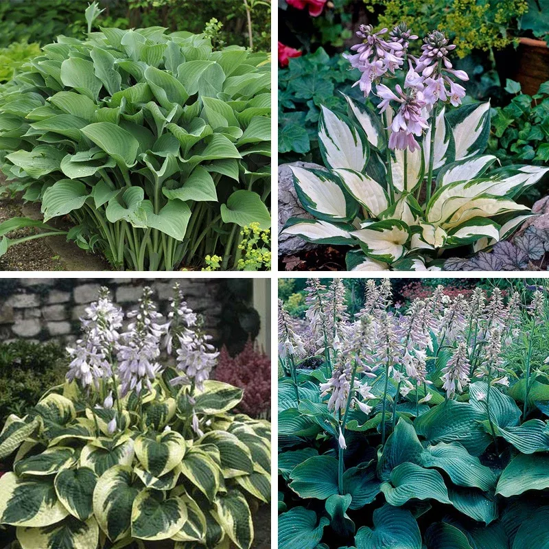 Lush Hosta Collection