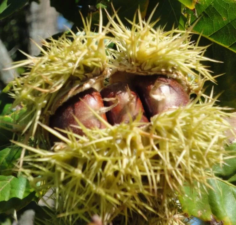 luvall-s-monster-grafted-chesnut Luvall’s Monster Grafted Chesnut