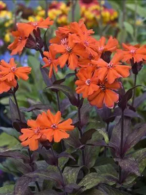 Lychnis a. 'Orange Gnome' (10)ct Quarts