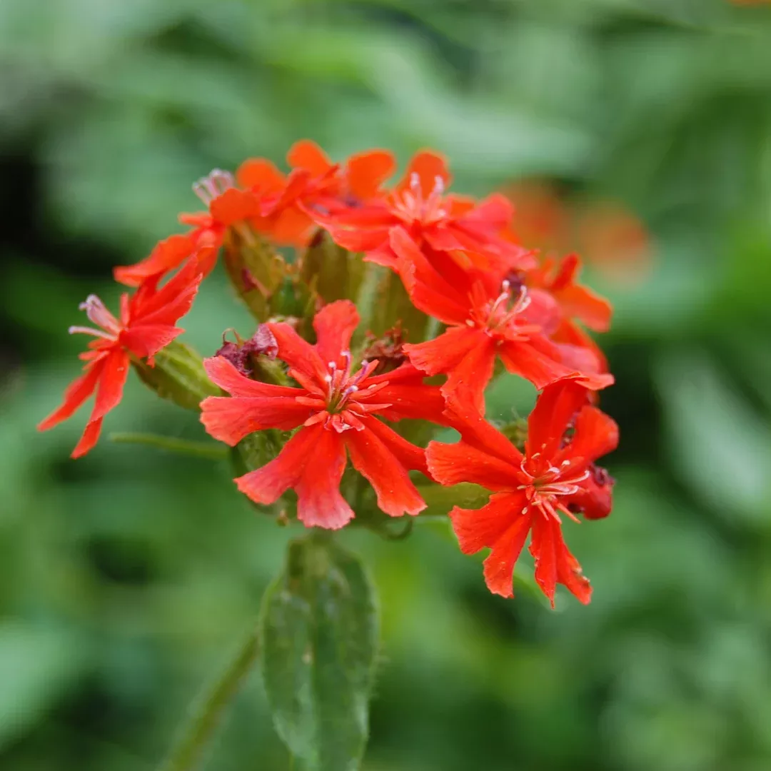 lychnis-scarlet Lychnis 'Scarlet'