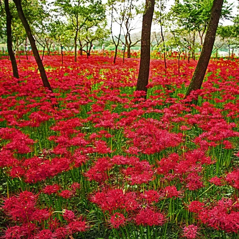 lycoris-radiata-red-spider-lily Lycoris radiata (Red Spider Lily)