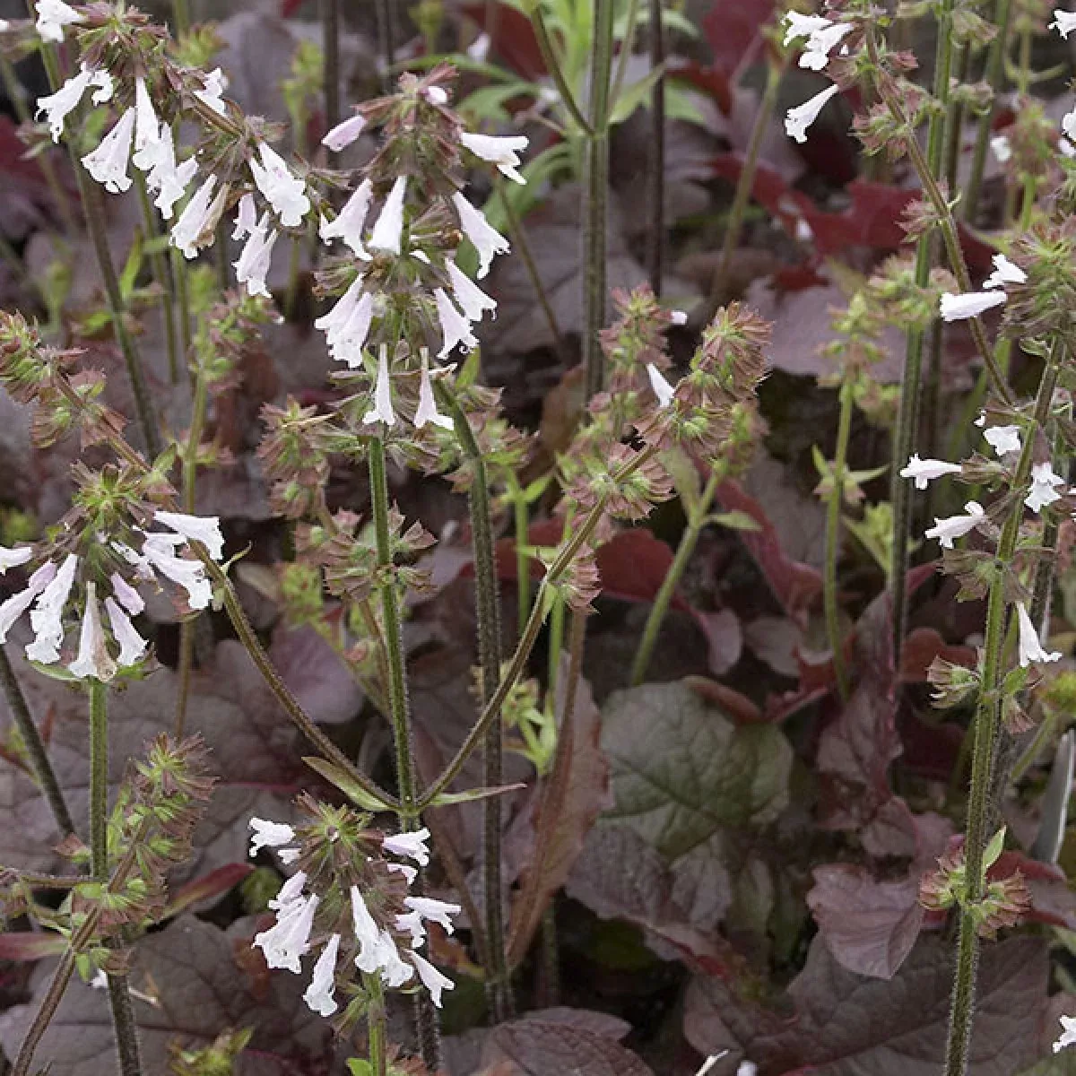 lyreleaf-sage-purple-knockout Lyreleaf Sage 'Purple Knockout'
