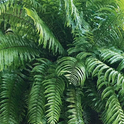 macho-fern Macho Fern