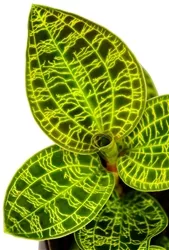 macodes-petola-commonly-called-jewel-orchid Macodes petola, commonly called "The Jewel Orchid"
