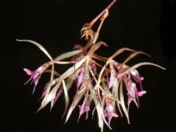 Macroclinium dalstromii