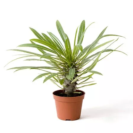 Madagascar Palm Seed