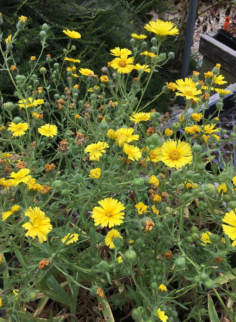 madia-elegans-common-madia-plant Madia elegans - Common Madia (Plant)