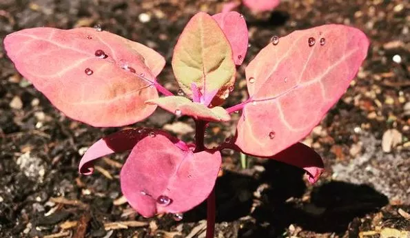 magenta-magic-orach Magenta Magic Orach