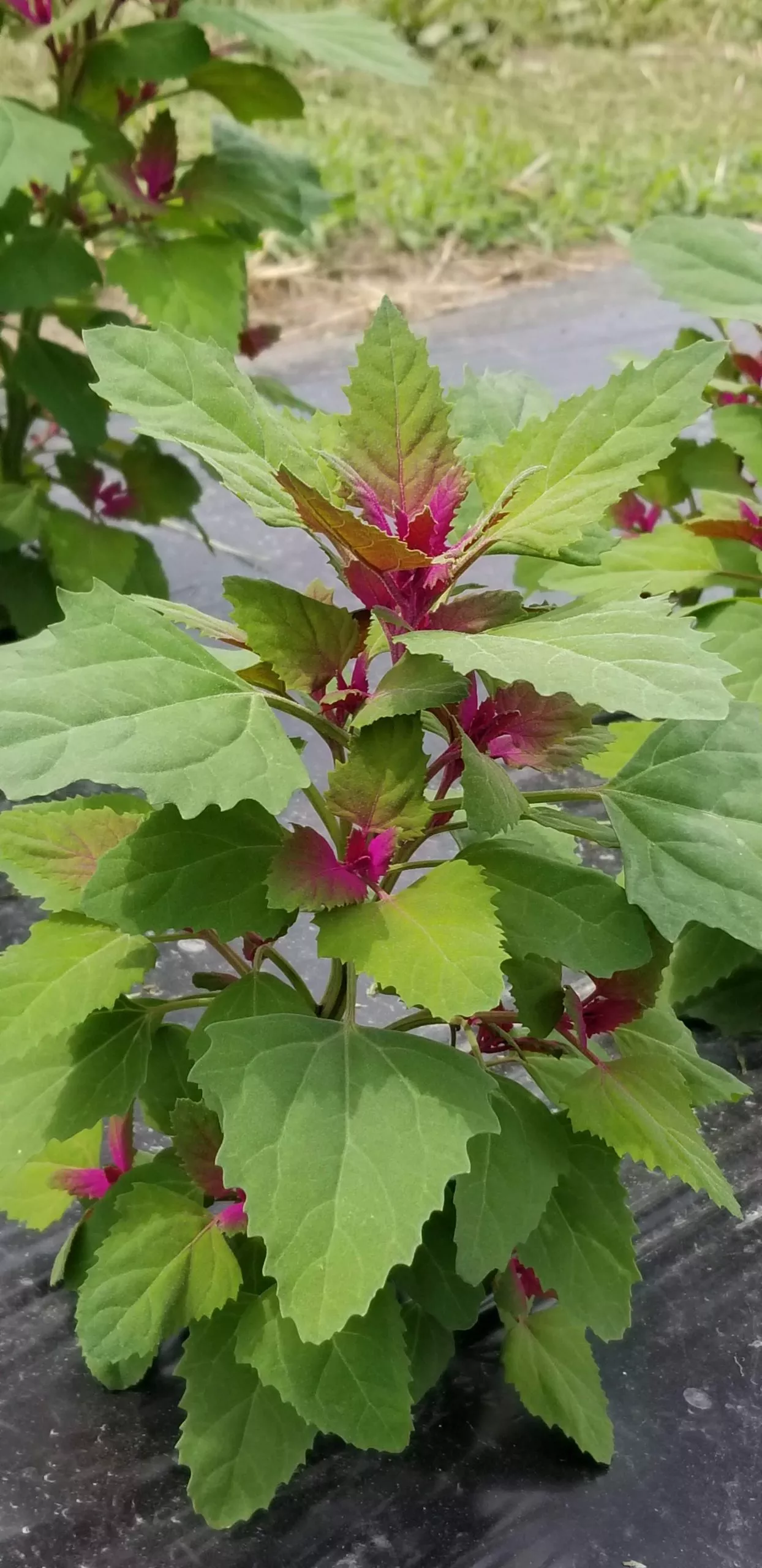 magenta-spreen-lambsquarter Magenta Spreen – Lambsquarter