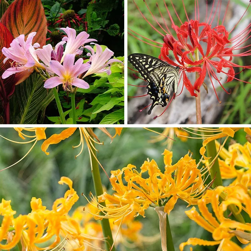 magic-spider-lily-bulb-collection Magic Spider Lily Bulb Collection