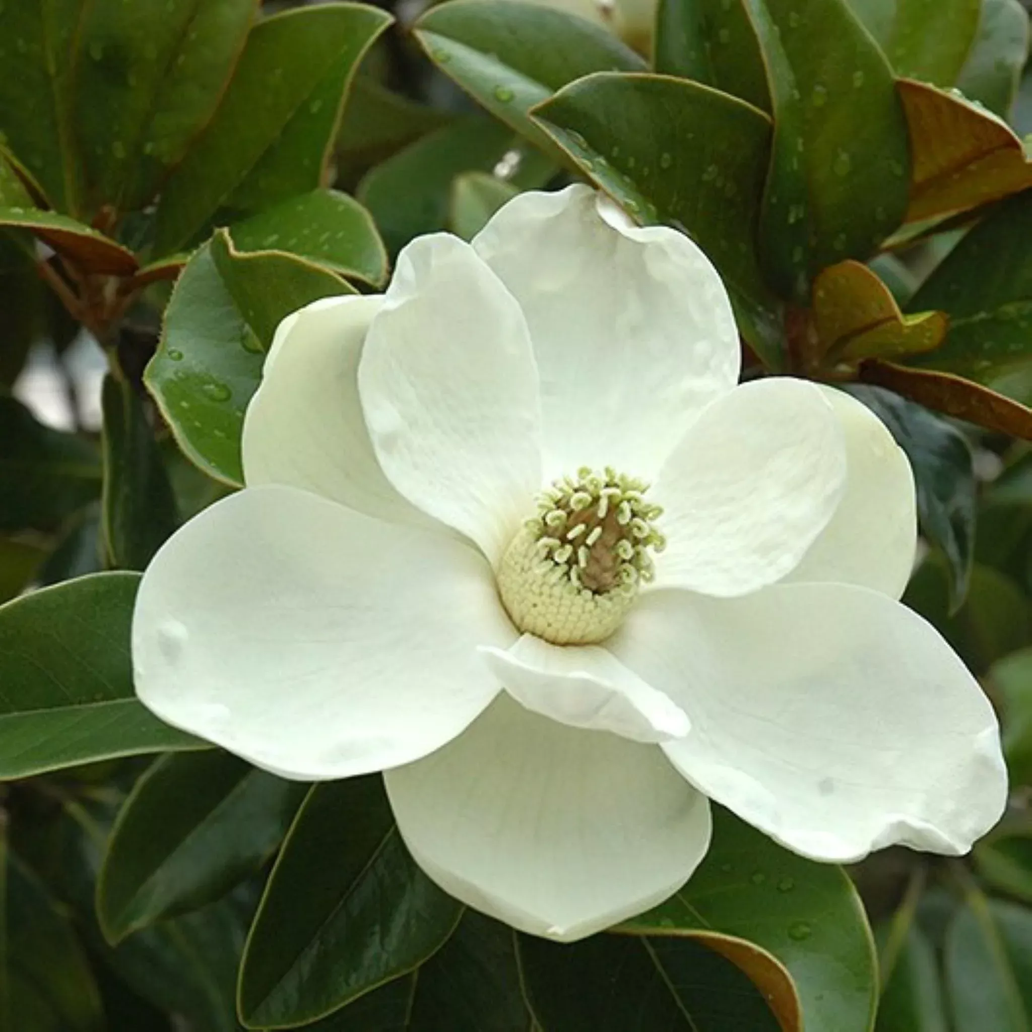 magnolia Magnolia
