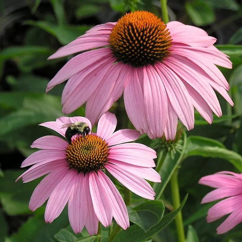 magnus-echinacea Magnus Echinacea