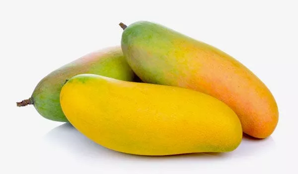 Maha Chanok Mango Tree, Grafted