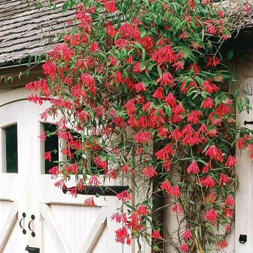 ‘Major Wheeler’ Honeysuckle