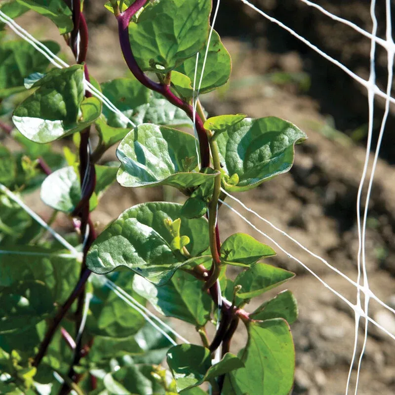 malabar-spinach-red Malabar Spinach: Red
