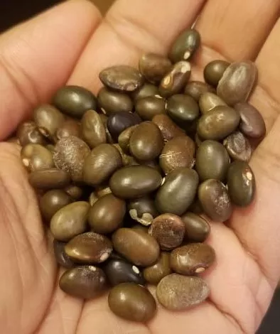 malawi-green-bean-mix Malawi Green Bean Mix