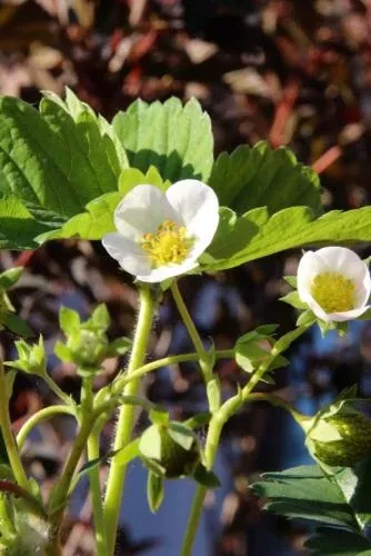 male-musk-strawberry Male Musk Strawberry