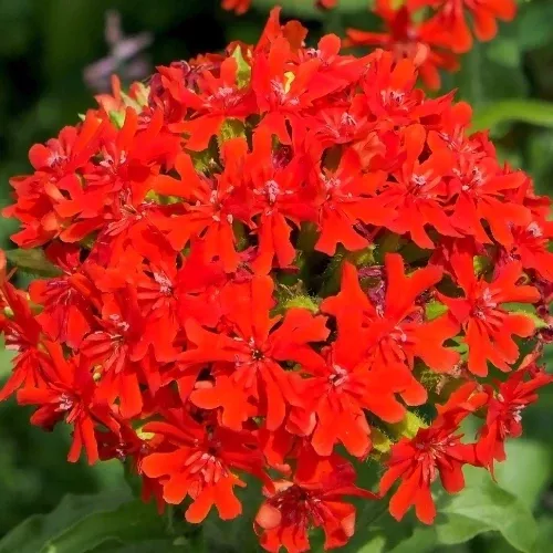 maltese-cross-seeds-planting-lychnis-chalcedonica Maltese Cross Seeds For Planting (Lychnis chalcedonica)