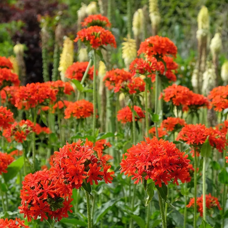 maltese-cross-silene Maltese Cross (Silene)