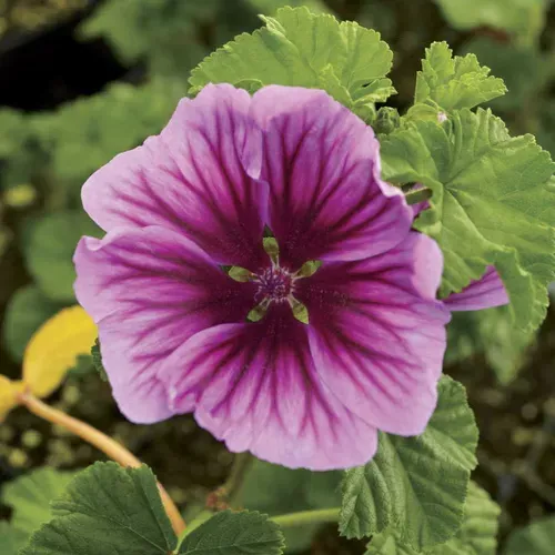 malva-zebrina-hollyhock-mallow Malva ‘Zebrina’ Hollyhock Mallow