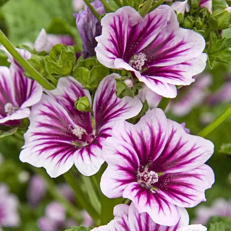Malva 'Zebrina'