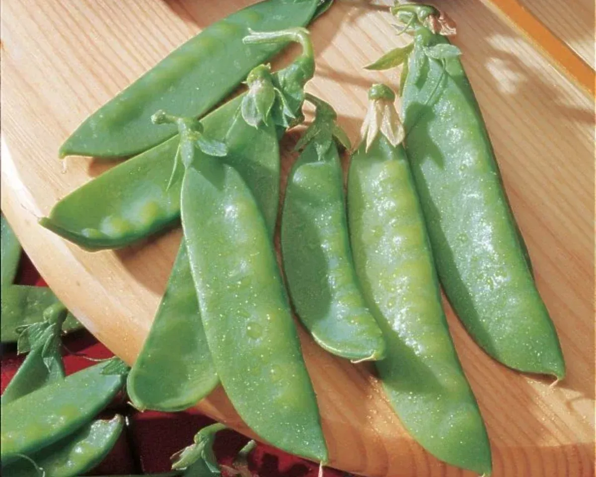 mammoth-melting-sugar-pea-seeds Mammoth Melting Sugar Pea Seeds