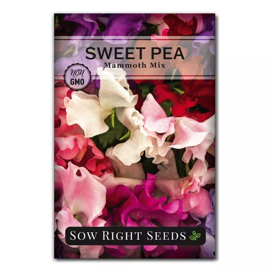 mammoth-mix-sweet-pea Mammoth Mix Sweet Pea