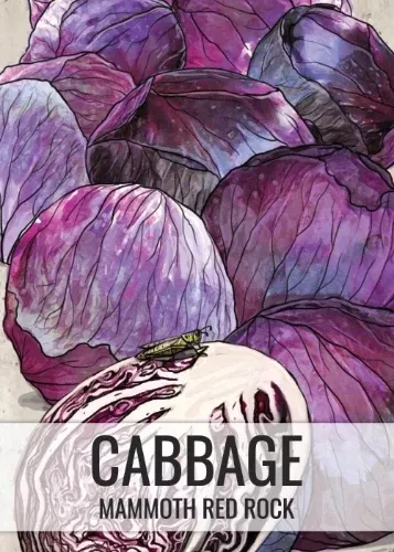 mammoth-red-rock-cabbage-seeds-planting-brassica-oleracea Mammoth Red Rock Cabbage Seeds For Planting (Brassica oleracea)